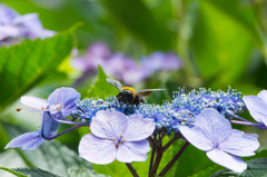 クマバチとガクアジサイ
