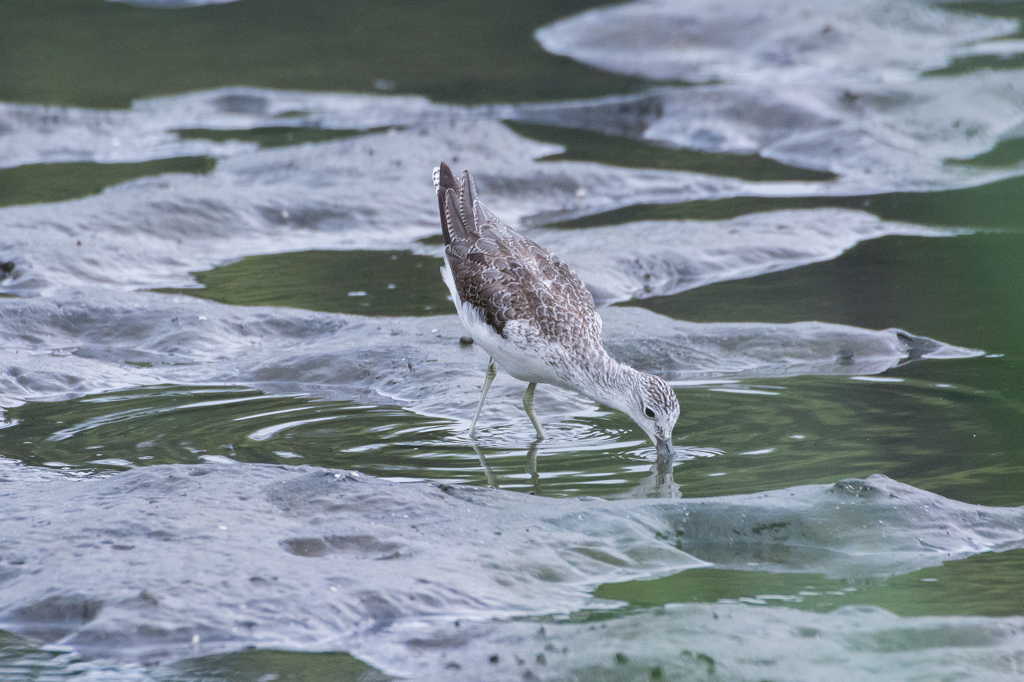 ズブ！ アオアシシギ お食事中…