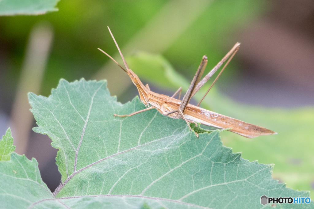 ショウリョウバッタ