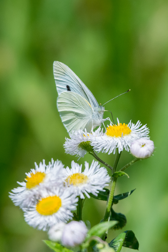 ハルジオンとモンシロチョウ
