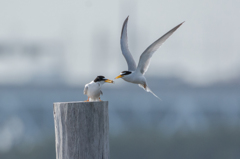 コアジサシ給餌