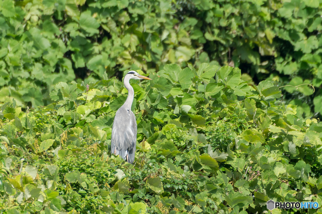 ガッチャマンStyle？