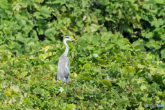 ガッチャマンStyle？