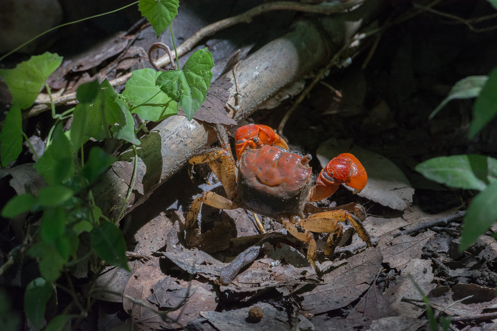 木漏れ日のスポットライトを浴びるアカテガニ