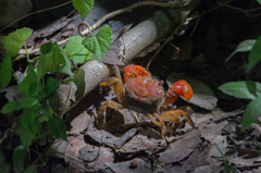 木漏れ日のスポットライトを浴びるアカテガニ