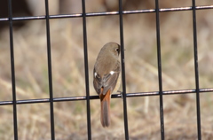 ジョウビタキ（雌）