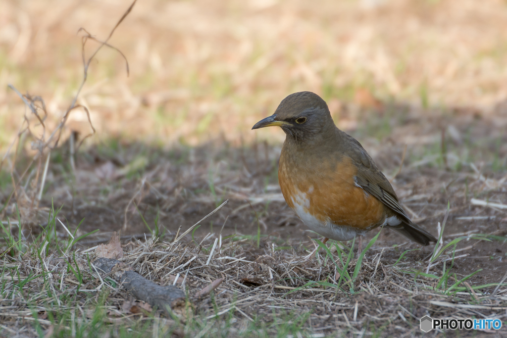 鳥にも利目があるのかな？