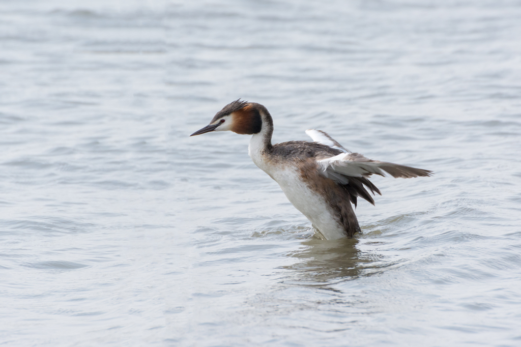 カンムリカイツブリ　目覚めの運動
