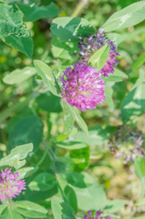 ムラサキツメクサ