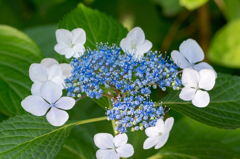 紫陽花 その4