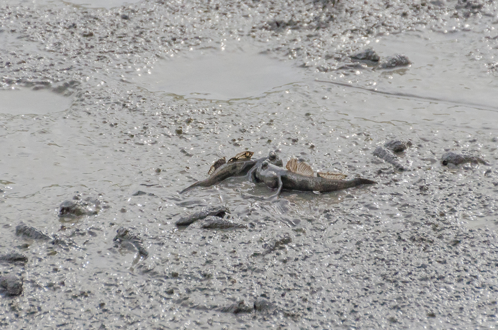 トビハゼ同士の喧嘩