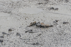 トビハゼ同士の喧嘩