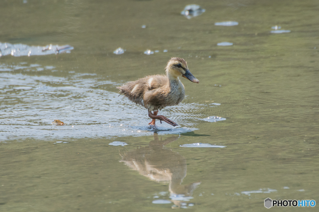 おおきくなれよ！