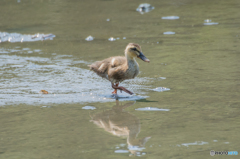 おおきくなれよ！