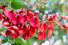 アメリカディゴ