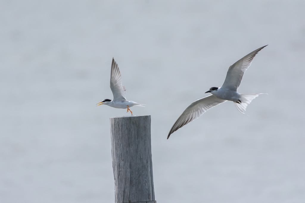 コアジサシとアジサシ