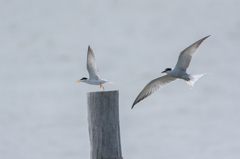 コアジサシとアジサシ