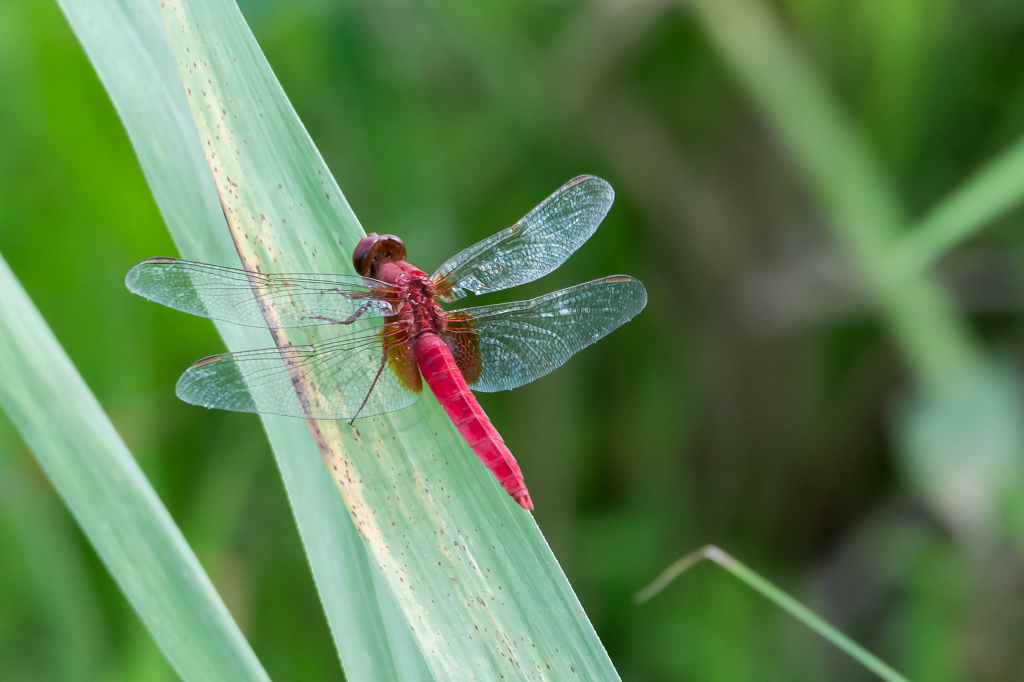 ショウジョウトンボ