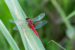 ショウジョウトンボ