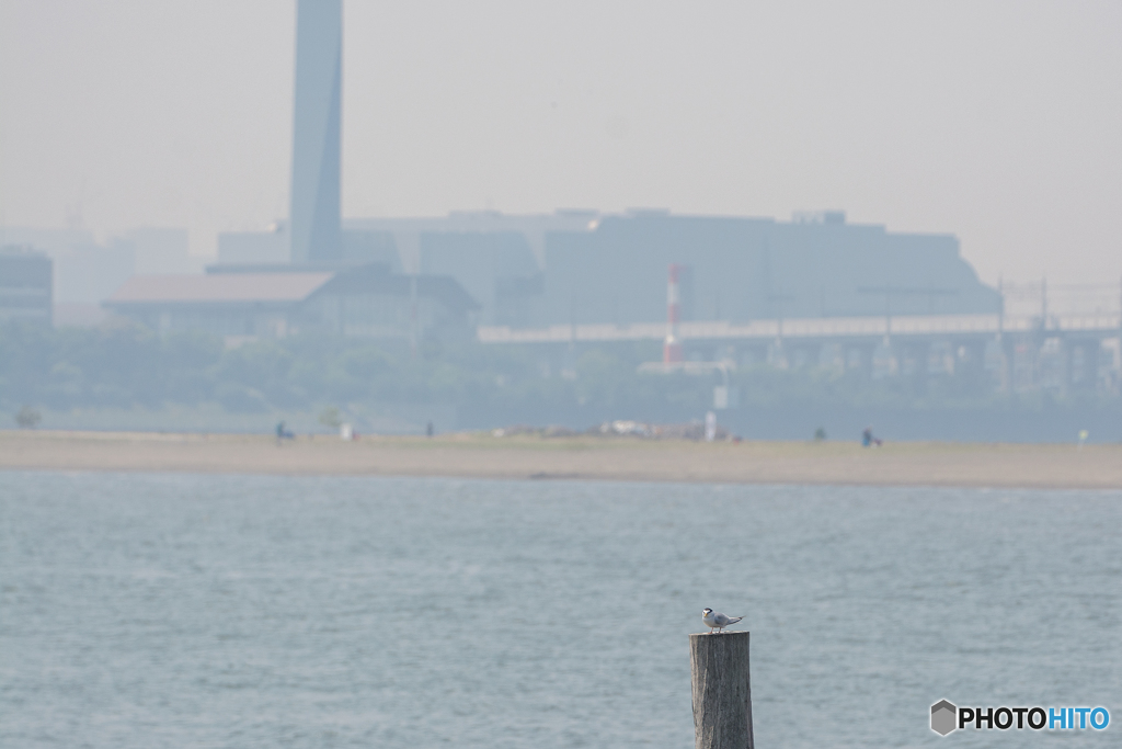 都内の公園でも健気に生きる！