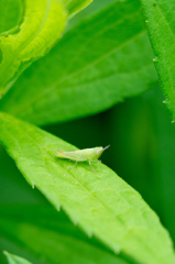 小さくても飛び跳ねております。