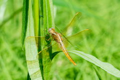 ショウジョウトンボ