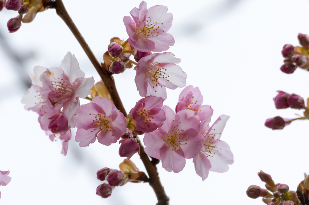 河津桜