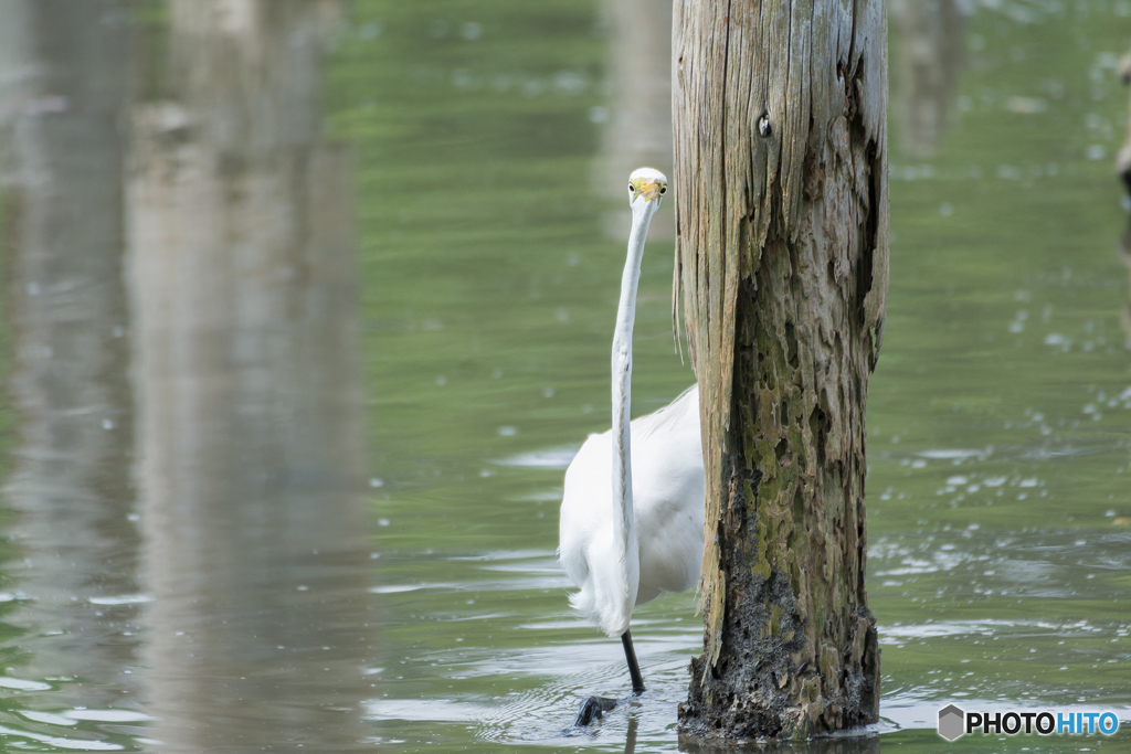 ダイサギ　狙いを定め…
