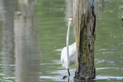 ダイサギ　狙いを定め…