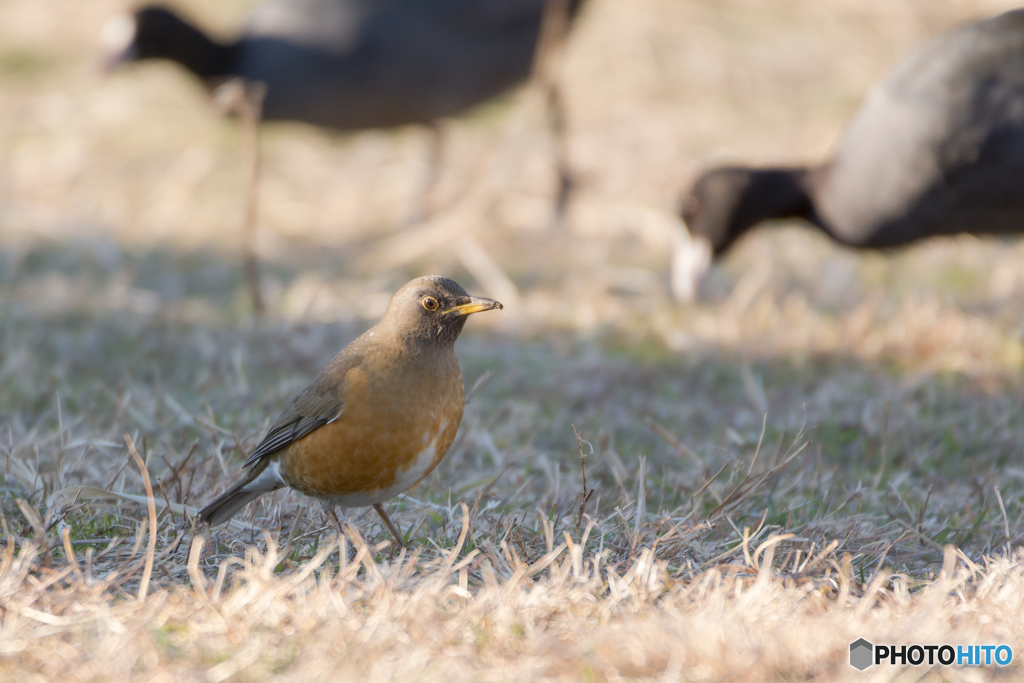 アカハラとオオバン