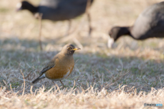 アカハラとオオバン
