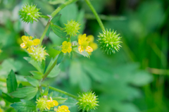 ケキツネノボタン