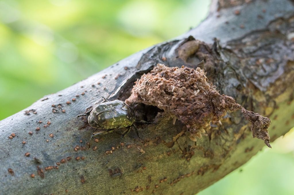ヤナギの蜜に夢中なカナブン