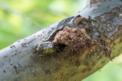 ヤナギの蜜に夢中なカナブン