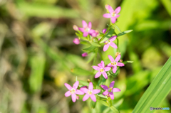 ハマハナセンブリ