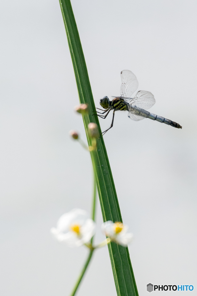 コフキトンボ　(♀)