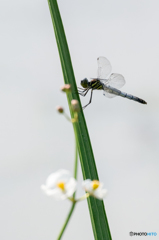 コフキトンボ　(♀)