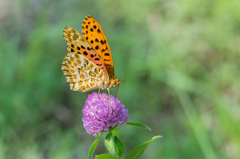ツマグロヒョウモン　♂