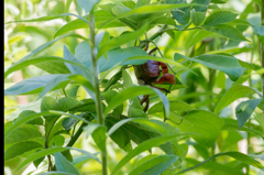 アカテガニの草登り