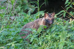 気が付けば目の前にタヌキ！