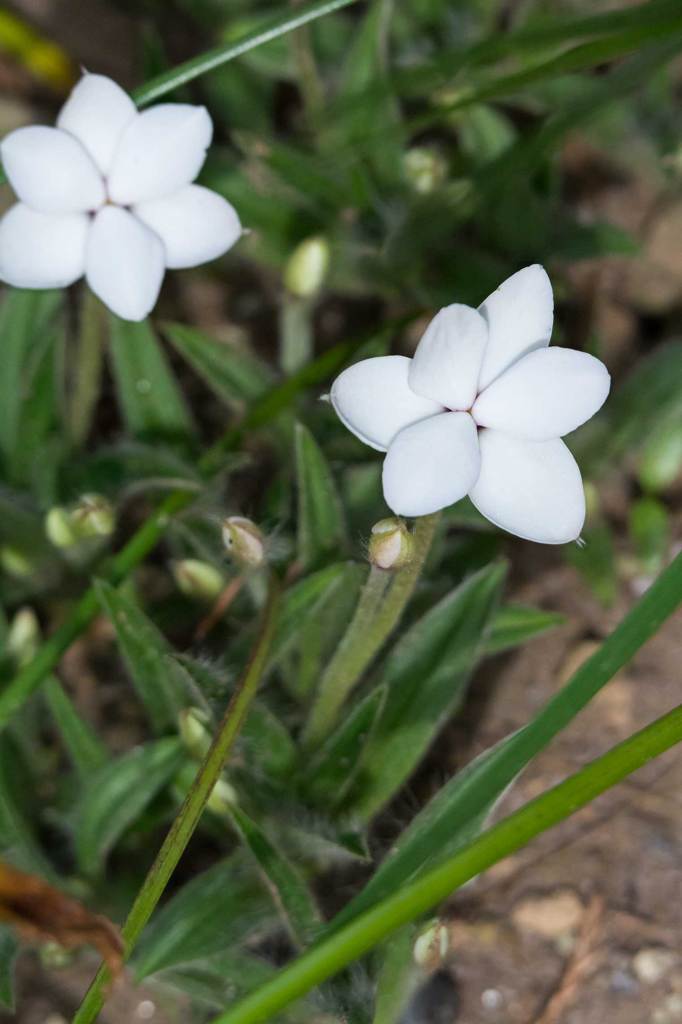 アッツザクラ(白)