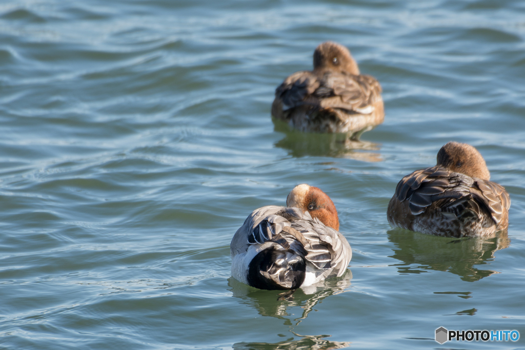 見られてる・・・