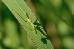 カマキリの子供