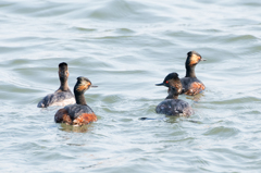 ハジロカイツブリ