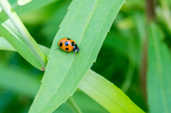 ナナホシテントウ