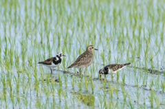 ムナグロとキョウジョウシギ