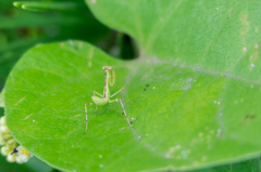 小さくても立派