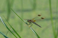 コフキトンボ ♀
