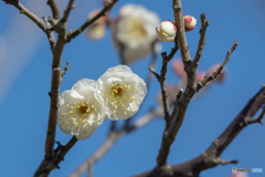 青空に映える白い梅