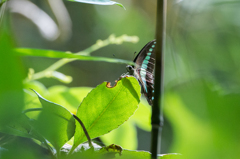 アオスジアゲハ